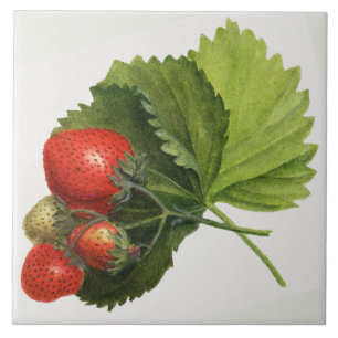 Vintage-Erdbeere-Illustration Fliese