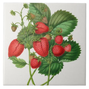 Vintage-Erdbeere-Illustration Fliese