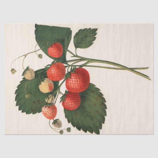 Vintage Erdbeere Seidenpapier (Vorderseite)