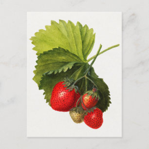 Vintage Erdbeeren Aquarellmalerei Postkarte