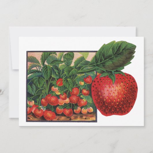 Vintage Erdbeeren, Erdbeeren-Pflanze auf einem Bau (Vorderseite)