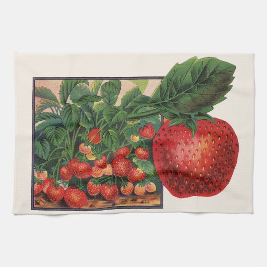 Vintage Erdbeeren, Erdbeeren-Pflanze auf einem Bau Geschirrtuch (Horizontal)