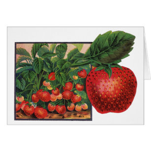 Vintage-Erdbeeren, Erdbeerpflanzen auf einem Bauer