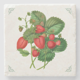 Vintage-Erdbeeren-Fruchtillustration Steinuntersetzer