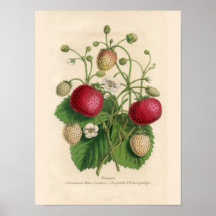 Vintage Erdbeeren Poster