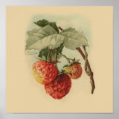Vintage Erdbeeren Poster (Vorne)
