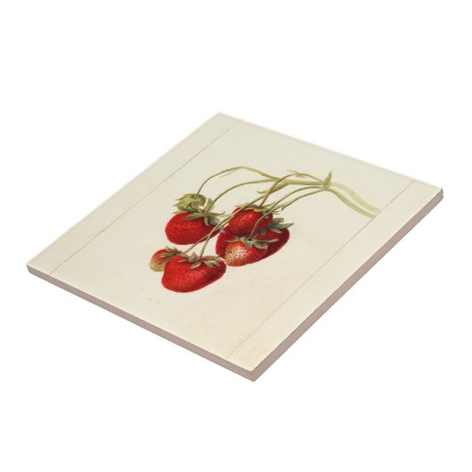 Vintage Erdbeeren Zeichnend Art Fliese (Seite)