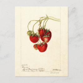 Vintage Erdbeeren Zeichnend Art Postkarte
