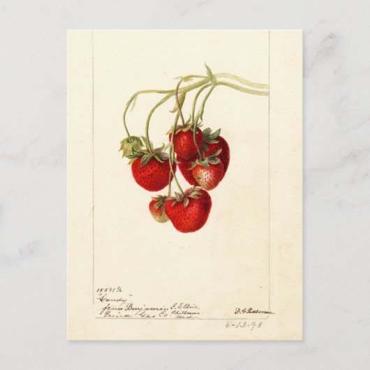 Vintage Erdbeeren Zeichnend Art Postkarte (Vorderseite)