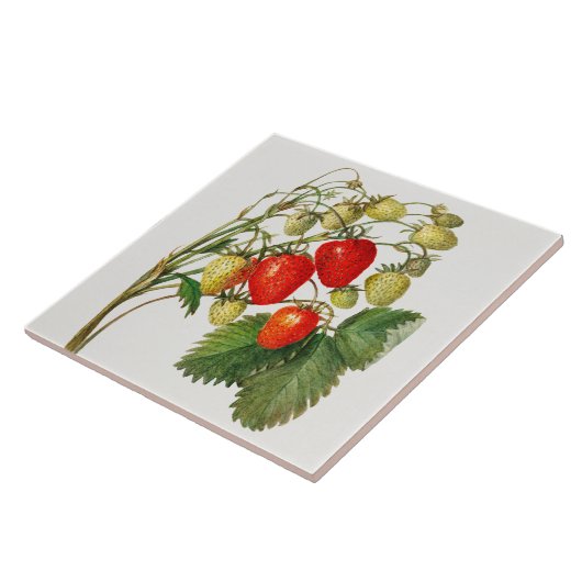 Vintage Erdbeerzweigung Fliese (Seite)