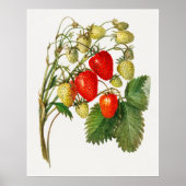 Vintage Erdbeerzweigung Poster (Vorne)