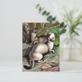 Vintage Ermine Illustration Postkarte (Stehend Vorderseite)