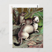 Vintage Ermine Illustration Postkarte (Vorne/Hinten)