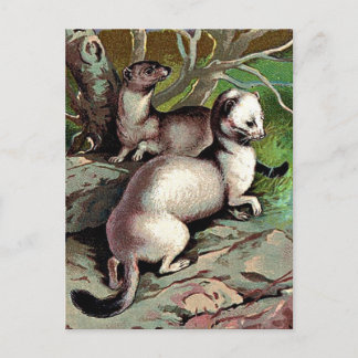 Vintage Ermine Illustration Postkarte