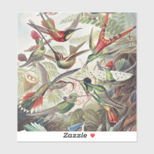 Vintage Ernst Haeckel Farbposter Kolibri Aufkleber