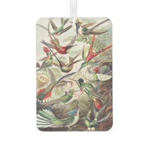 Vintage Ernst Haeckel Farbposter Kolibri Autolufterfrischer