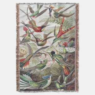 Vintage Ernst Haeckel Farbposter Kolibri Decke