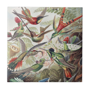 Vintage Ernst Haeckel Farbposter Kolibri Fliese