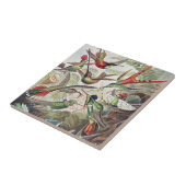 Vintage Ernst Haeckel Farbposter Kolibri Fliese (Seite)