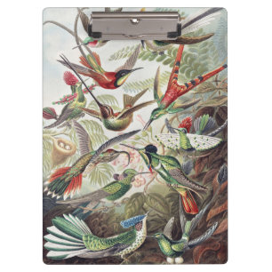 Vintage Ernst Haeckel Farbposter Kolibri Klemmbrett