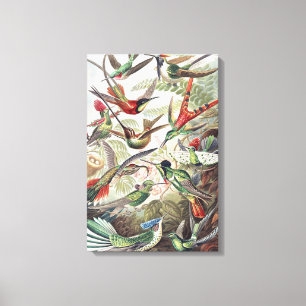 Vintage Ernst Haeckel Farbposter Kolibri Leinwanddruck