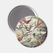 Vintage Ernst Haeckel Farbposter Kolibri Magnet (Vorderseite/Rückseite)