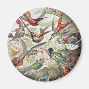 Vintage Ernst Haeckel Farbposter Kolibri Magnet