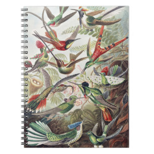 Vintage Ernst Haeckel Farbposter Kolibri Notizblock
