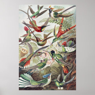 Vintage Ernst Haeckel Farbposter Kolibri Poster