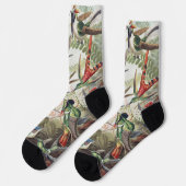 Vintage Ernst Haeckel Farbposter Kolibri Socken (Linkes Detail)