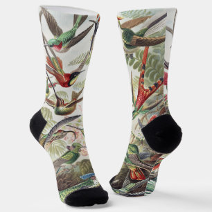 Vintage Ernst Haeckel Farbposter Kolibri Socken