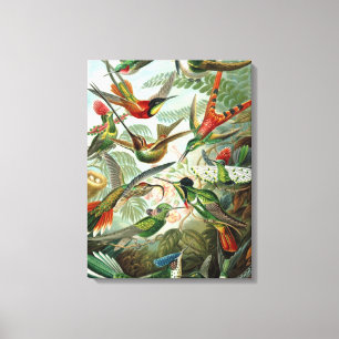 Vintage Ernst Haeckel Kolibris Leinwanddruck