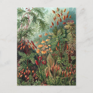 Vintage Ernst Haeckel Moos Poster Postkarte