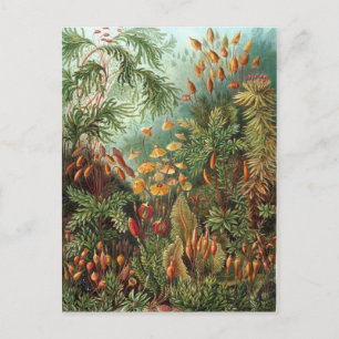 Vintage Ernst Haeckel Moose Postkarte