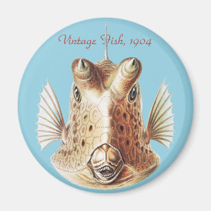 Vintage Ernst Haeckel Nautical Goldkuh Cowfish Kun Magnet