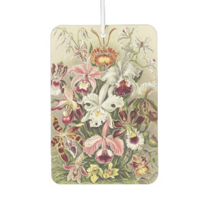 Vintage Ernst Haeckel Orchideen Botanischer Druck Autolufterfrischer