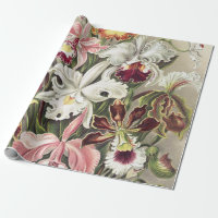 Vintage Ernst Haeckel Orchideen Botanischer Druck