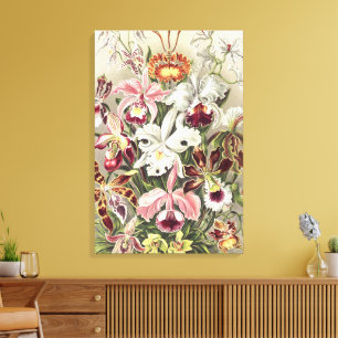Vintage Ernst Haeckel Orchideen Botanischer Druck Leinwanddruck