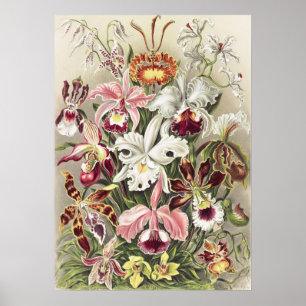 Vintage Ernst Haeckel Orchideen Botanischer Druck Poster