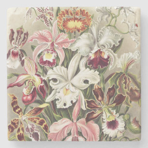 Vintage Ernst Haeckel Orchideen Botanischer Druck Steinuntersetzer