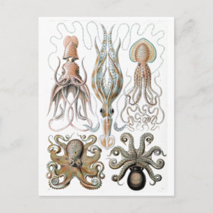 Vintage Ernst Haeckel Tintenfische und Oktopus Pos Postkarte