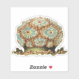Vintage Ernst Haeckel Türkis Orange Meerestiere Aufkleber