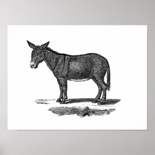Vintage-Esel-Illustration - Esel aus dem 19. Jahrh Poster