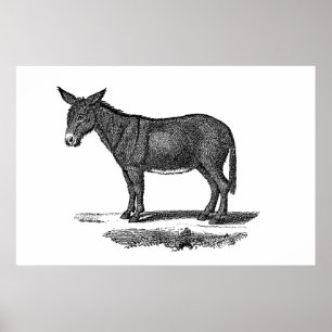 Vintage-Esel-Illustration - Esel aus dem 19. Jahrh Poster