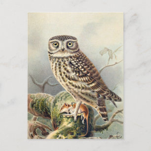 Vintage Eulen-Illustration Postkarte