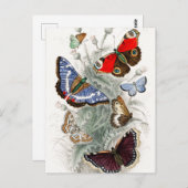 Vintage europäische Schmetterlinge Postkarte (Vorne/Hinten)