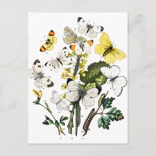 Vintage europäische Schmetterlinge Postkarte (Vorderseite)