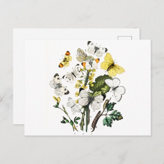 Vintage europäische Schmetterlinge Postkarte (Vorne/Hinten)