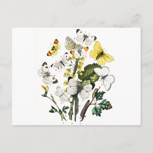 Vintage europäische Schmetterlinge Postkarte (Vorderseite)