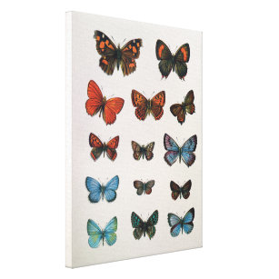 Vintage europäische Schmetterlingskunst Leinwanddruck